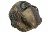 Bumpy Enrolled Morocops (Phacops) Trilobite #86443-2